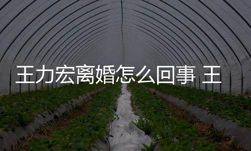 有几王力王力么回子宏离婚怎宏为离婚个孩事 什么