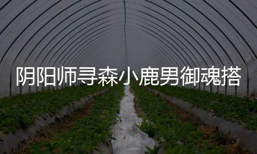 阴阳御魂鹿男搭配师寻森小